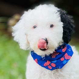 Applejack - Black and white Sheepadoodle puppy in Knoxville, Tennessee from Fleury Farm Doodles TN