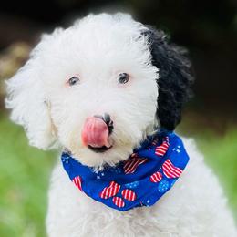 Applejack - Black and white Sheepadoodle puppy in Knoxville, Tennessee from Fleury Farm Doodles TN