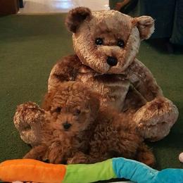 Poodles from Black Mountain Toy Poodles