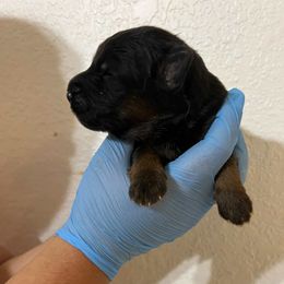 River - Black and red male German Shepherd puppy in Quartz Hill, California from Von Gonzalez Kennel