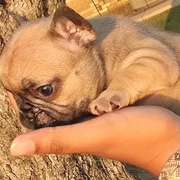Boy 2 - Fawn male French Bulldog puppy in Tyler, Texas from Texas Top Notch Frechies