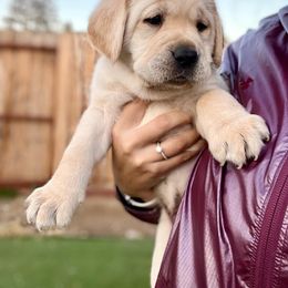 Double Doodle and Labrador Retriever Puppies from Hansen Pups