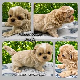 Winston - Cream and white male Shih Tzu puppy in Maize, Kansas from Air Capital Shih Tzu Puppies