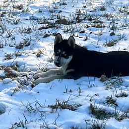 Boy 1 - Black and white Siberian Husky puppy in Columbus, Ohio from Jamuison’s Siberian Huskies