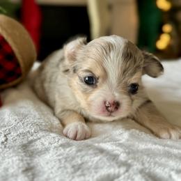 Chihuahua Puppies from Sunset Eves Chihuahuas