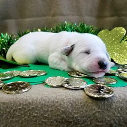 Dalmatian Puppies from Mid-Michigan Dalmatians