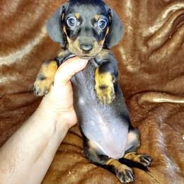 HOPE - Black and tan female Dachshund puppy in Swink, Oklahoma from Palali Farm