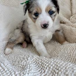 Juliet - Blue merle female Miniature American Shepherd puppy in Henrietta, New York from Morning Glory Minis