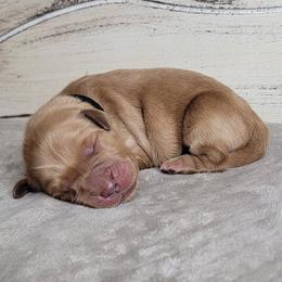 TBD - Dark golden male Golden Retriever puppy in Scurry, Texas from 07 Seven Oaks Goldens and Doodles