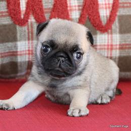 Hazel - Fawn female Pug puppy in Winnsboro, Texas from Southern pugs