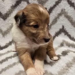 Butter Pecan - Sable merle and white female Shetland Sheepdog puppy in Wapello, Iowa from Willow Rayne shelties and more
