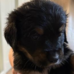 Kahlua - female Golden Mountain Dog puppy in Seville, Ohio from Retriever Ranch