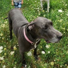 Liebe - Great Dane