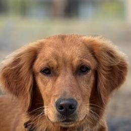 Golden Retrievers from Church Creek Retrievers