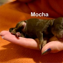 Mocha - Phantom female Poodle puppy in Ardmore, Oklahoma from The Poodles of Green Acres