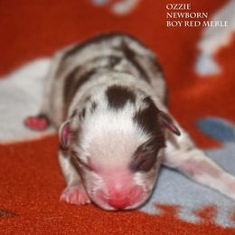 Ozzie - Red merle male Miniature Australian Shepherd puppy in Patterson, North Carolina from DreamLine Aussies