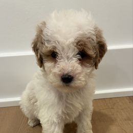 Oliver - Parti male Goldendoodle puppy in Auburn, Indiana from Martin’s Doodles
