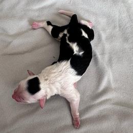 Girl 2 - Black tri-color female Aussiedoodle puppy in Reddick, Florida from Cooper’s Mini Doodles