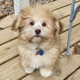 Havanese from Woodlands Chocolate Havanese