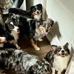 Australian Shepherds from Beaver Dam Mini Aussies