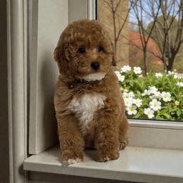 Duke - Brown and white male Bernedoodle puppy in Gainesville, Florida from Alyssa Xxweetdoodles