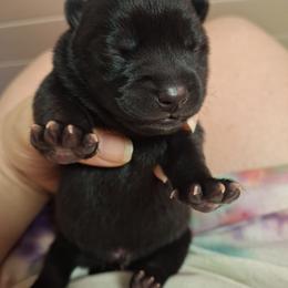 Black - Black brindle male Kai Ken puppy in Norfolk, Virginia from Hoshi No Ko Sou