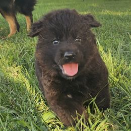 Beetle - Black female German Shepherd puppy in Columbus, Indiana from Stony Lonesome GSD