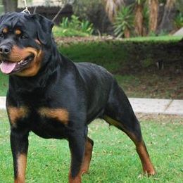 Rottweilers from Von Ruelmann Rottweilers