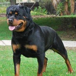 Rottweilers from Von Ruelmann Rottweilers