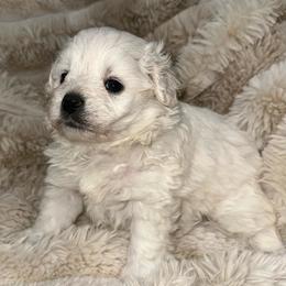 Sugar - Cream female Pomeranian puppy in Wagner, South Dakota from Lisas Pomeranians