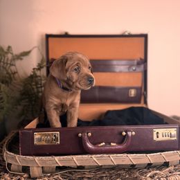 Roisin 2nd pick female - Yellow Labrador Retriever puppy in Rocky Top, Tennessee from Rocky Top Retrievers and Ranch