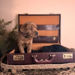 Roisin 2nd pick female - Yellow Labrador Retriever puppy in Rocky Top, Tennessee from Rocky Top Retrievers and Ranch