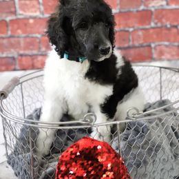 Poodle Puppies from Malone Standard Poodles