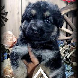 Jolene - Black and tan female German Shepherd puppy in Sequim, Washington from German Shepherd Haus