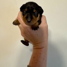 River - Black and tan male Miniature Pinscher puppy in Eatonton, Georgia from TNT Puppies