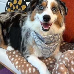 Miniature Australian Shepherd and Toy Australian Shepherd All Grown Up from Rolling Ridge Farms