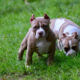 Boy 2 - Lilac male American Bully puppy in Baltimore, Maryland from Weight In Gold Kennels