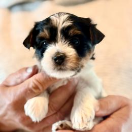 Biewer Terrier Puppies from Dunes Pups