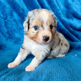 Coral collar - Blue merle female Aussiedoodle puppy in 32046, Florida from River Hill Ranch