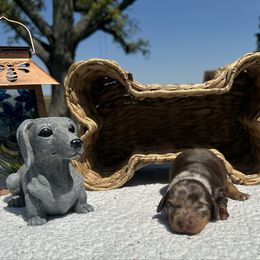 Cookie - Chocolate and tan female Dachshund puppy in Chillicothe, Ohio from Brittney's Dachshunds