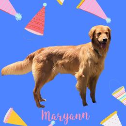 Maryann - Golden Retriever