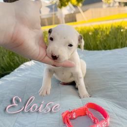 Eloise - White and liver brown female Dalmatian puppy in Mount Vernon, Missouri from Spots & Spirals
