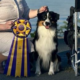 Mitch - Miniature American Shepherd