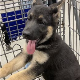 German Shepherd Puppies from Celtic Rose German Shepherds