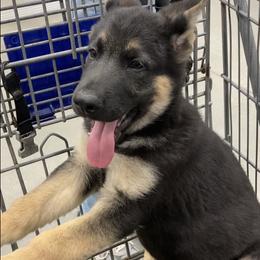 German Shepherd Puppies from Celtic Rose German Shepherds
