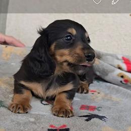 Otto Jr (AKC REGISTRATION) - Black and cream male Dachshund puppy in Beaumont, California from Santa Rita Doxies