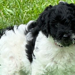 Fira - Black and chalk Australian Labradoodle puppy in Round Rock, Texas from North Austin Labradoodles