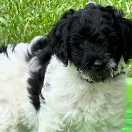 Fira - Black and chalk Australian Labradoodle puppy in Round Rock, Texas from North Austin Labradoodles