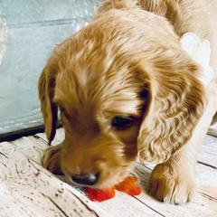 Double Doodle Puppies from North Texas Golden Mountain Doodles
