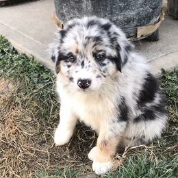 Australian Shepherd Puppies from Elemental Shepherds